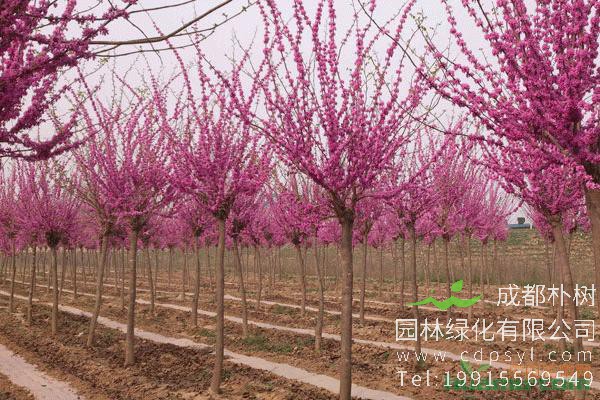 紫荆树绿化图片