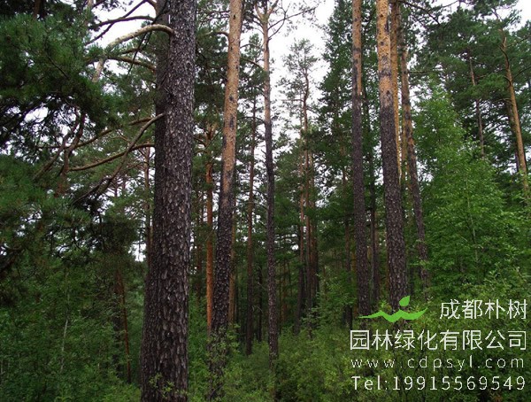 松树价格-图片-植物学史-形态特征-分布范围-主要价值以及植物文化