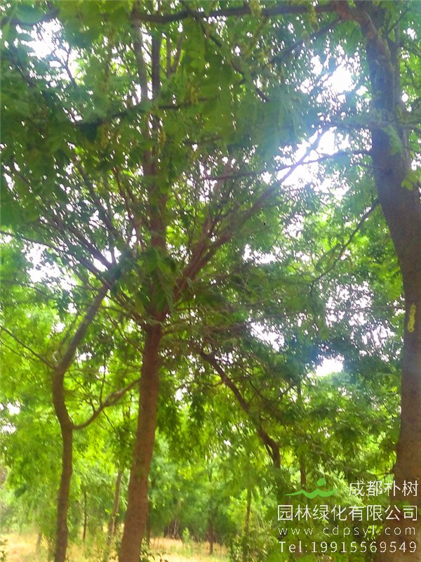 20公分皂角树价格2800元-高度6.5m-冠幅5.5m