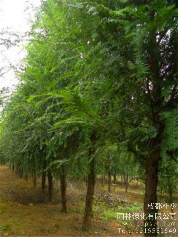 12公分精品红豆树价格1800元-高度5.5m-冠幅3m-苗圃新货