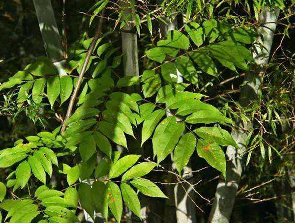 伯乐树是什么？一级保护植物伯乐树的详细资料