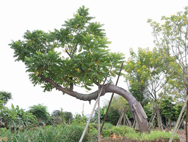 麻楝树的特性及栽培技术介绍