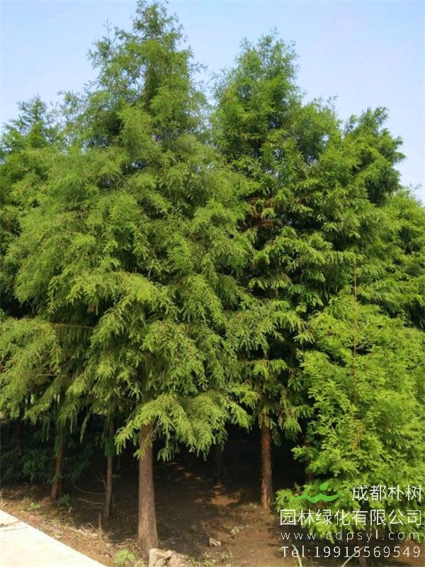 10公分水杉价格750元-高度4.5m-冠幅3m-树形优美-价格实惠