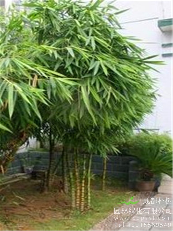 精品棕竹价格100元-高度1.5米-冠幅1米-树形优美-规格齐全-价格实惠-在线采购