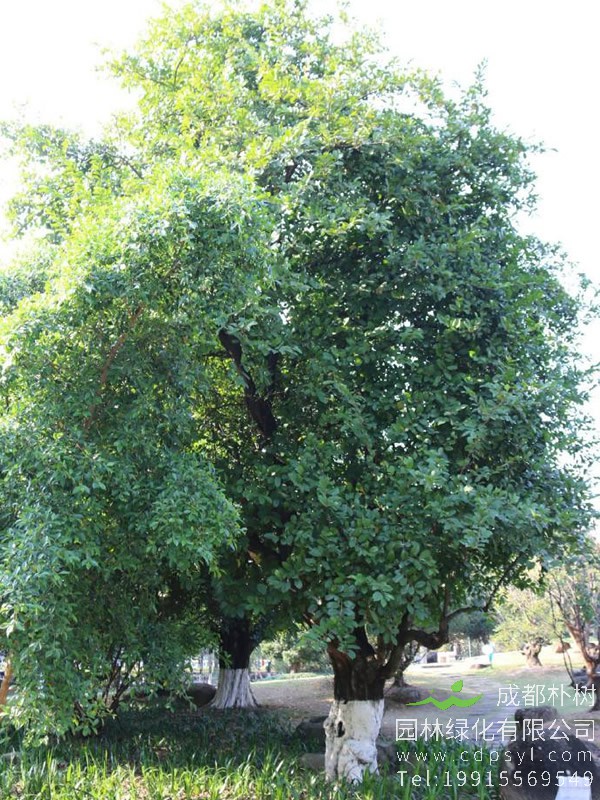 常年批发32公分五味子树大树，树形优美，最低仅需每棵5800元