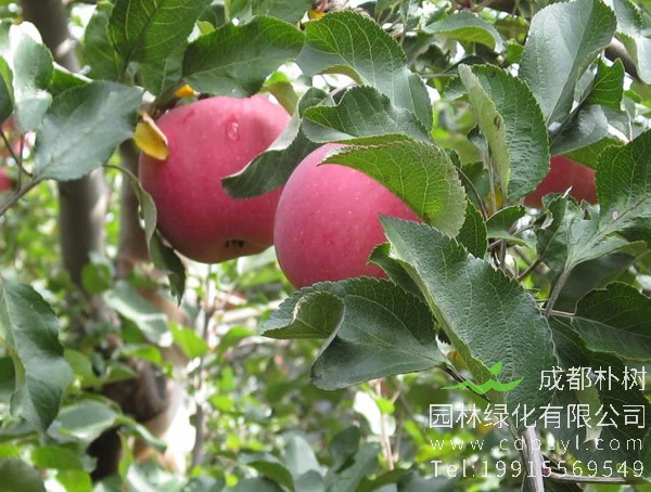 基地出售地径8公分苹果树小苗，自产自销，价格每株18元
