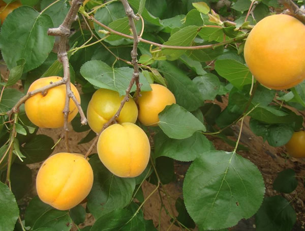 杏树的特点有哪些？