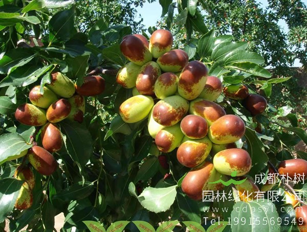 枣树的繁殖方法、栽培技术以及病虫防治方法介绍