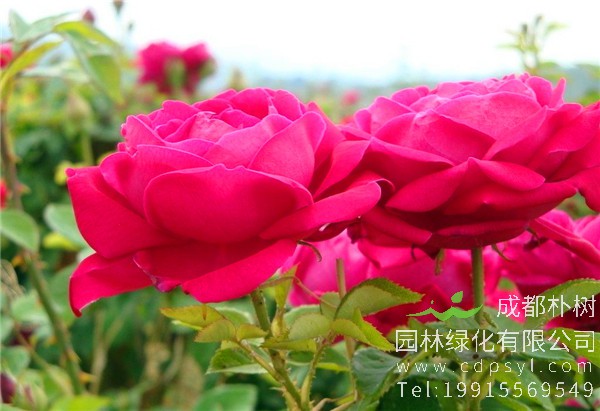 食用玫瑰价格2元/株【基地直销】低价批发