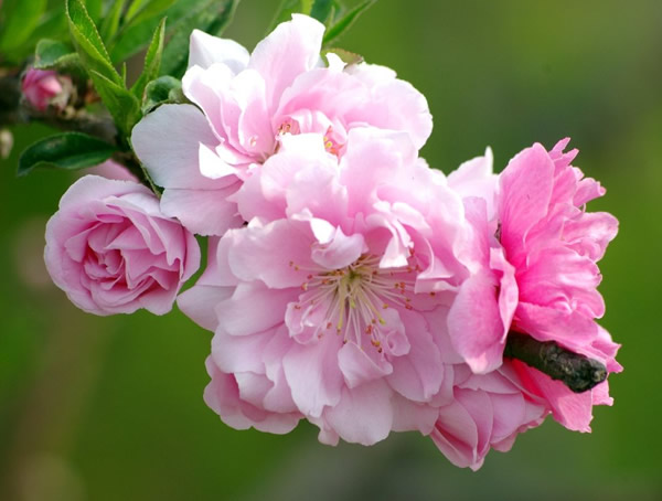 红叶碧桃每平方米种植多少棵比较好？