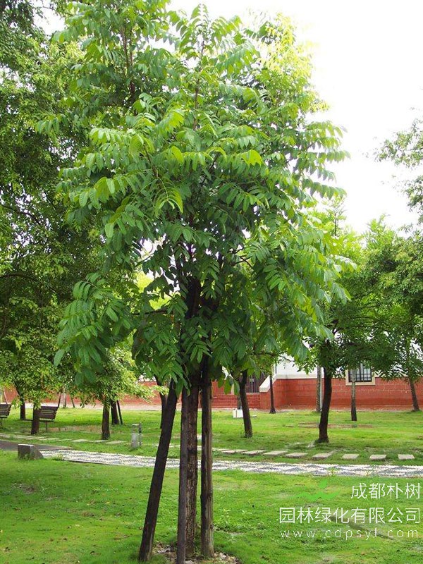 麻楝树的特性及栽培技术介绍