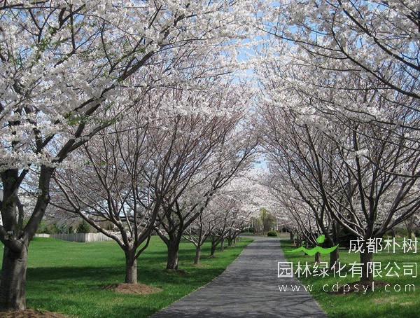 樱花树价格-图片-功效作用-主要品种-栽培技术-花语