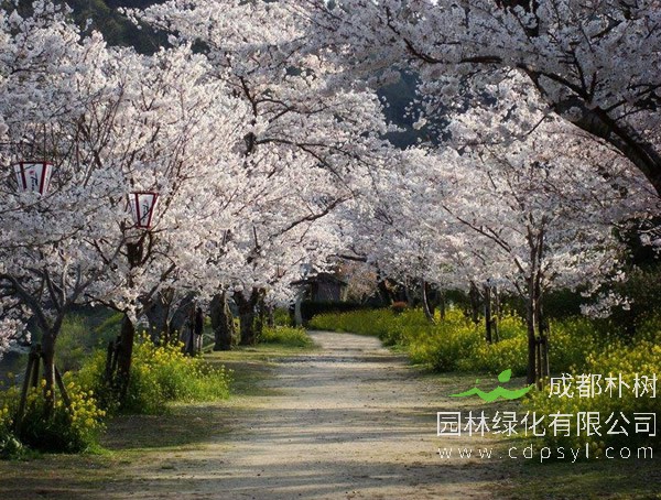 樱花树价格-图片-功效作用-主要品种-栽培技术-花语