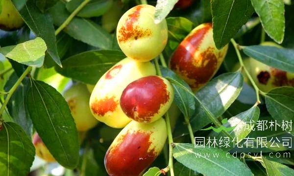 成都8公分枣树价格30元【基地直销】低价批发