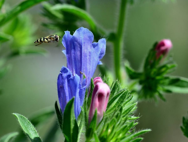 蓝蓟花是几年生的植物？
