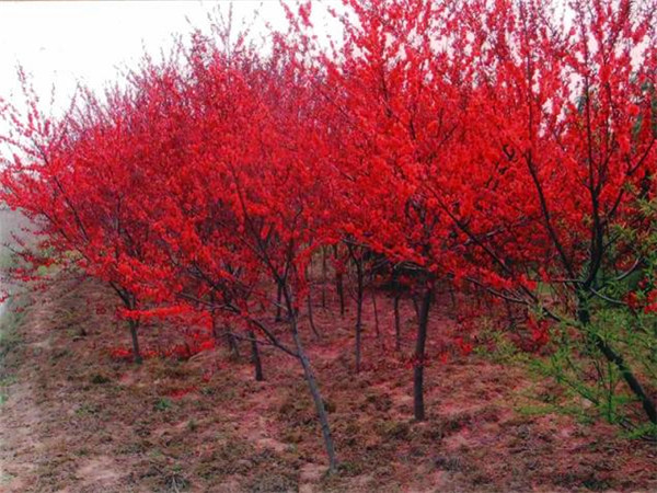 红叶碧桃和红花碧桃的区别有哪些？红叶碧桃怎么种植？