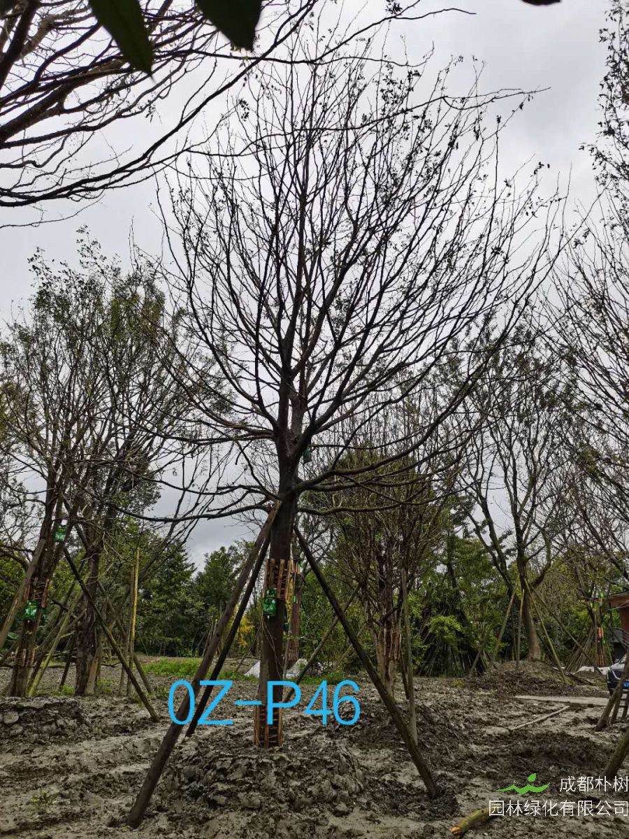 四川-成都市苗木基地27公分皂角树-价格实惠-品质上乘