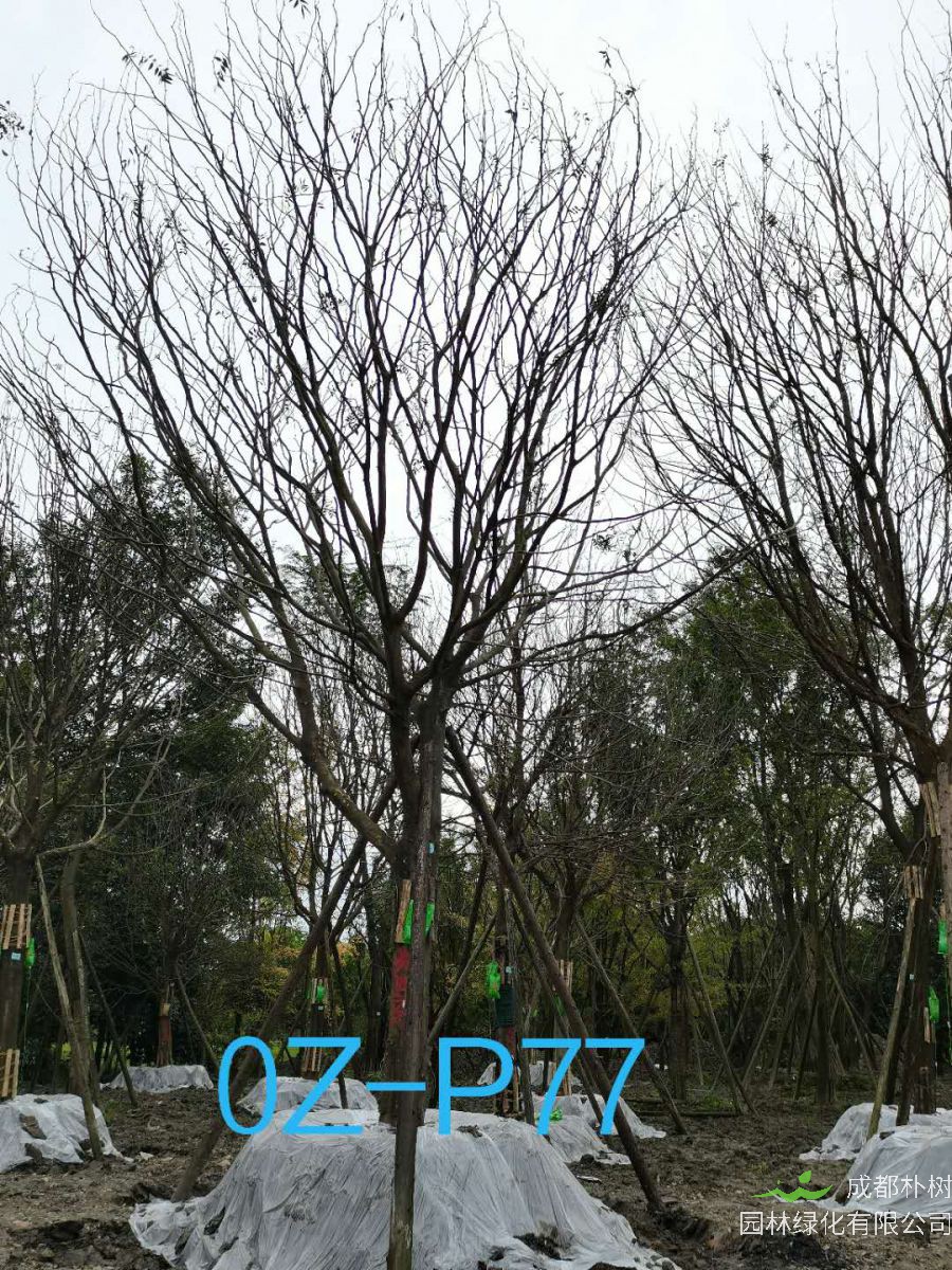 四川-成都市苗木基地27公分皂角树-价格实惠-品质上乘