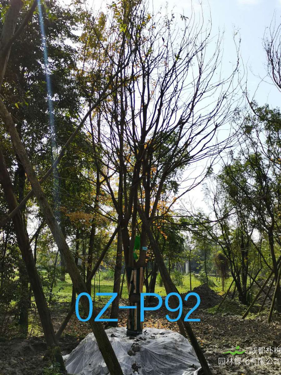 四川省-德阳市苗木基地直销30公分生长旺盛-品质上乘的精品皂角树