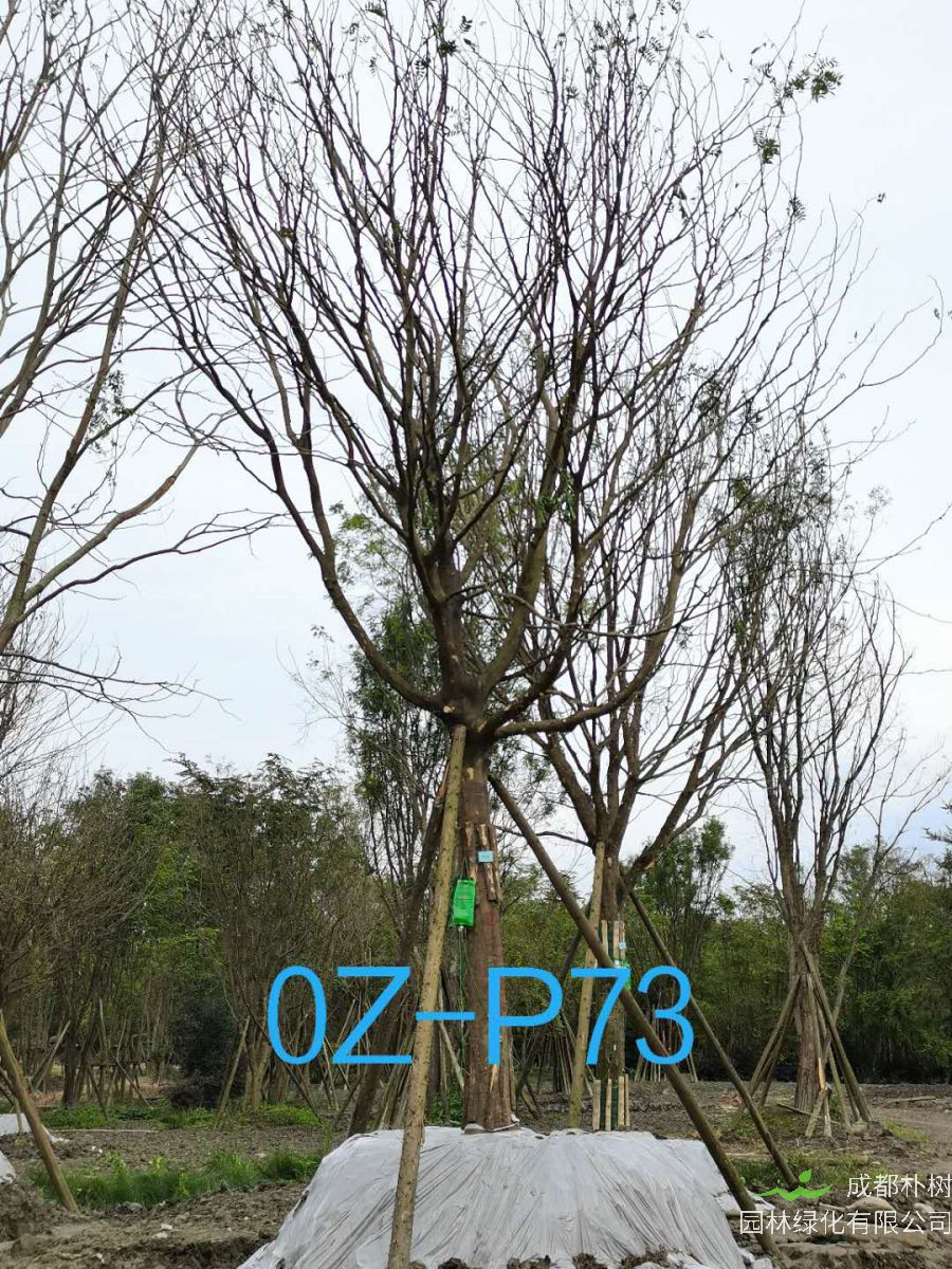 四川省-遂宁市苗木基地直销25公分品质上乘-姿态优美的精品皂角树