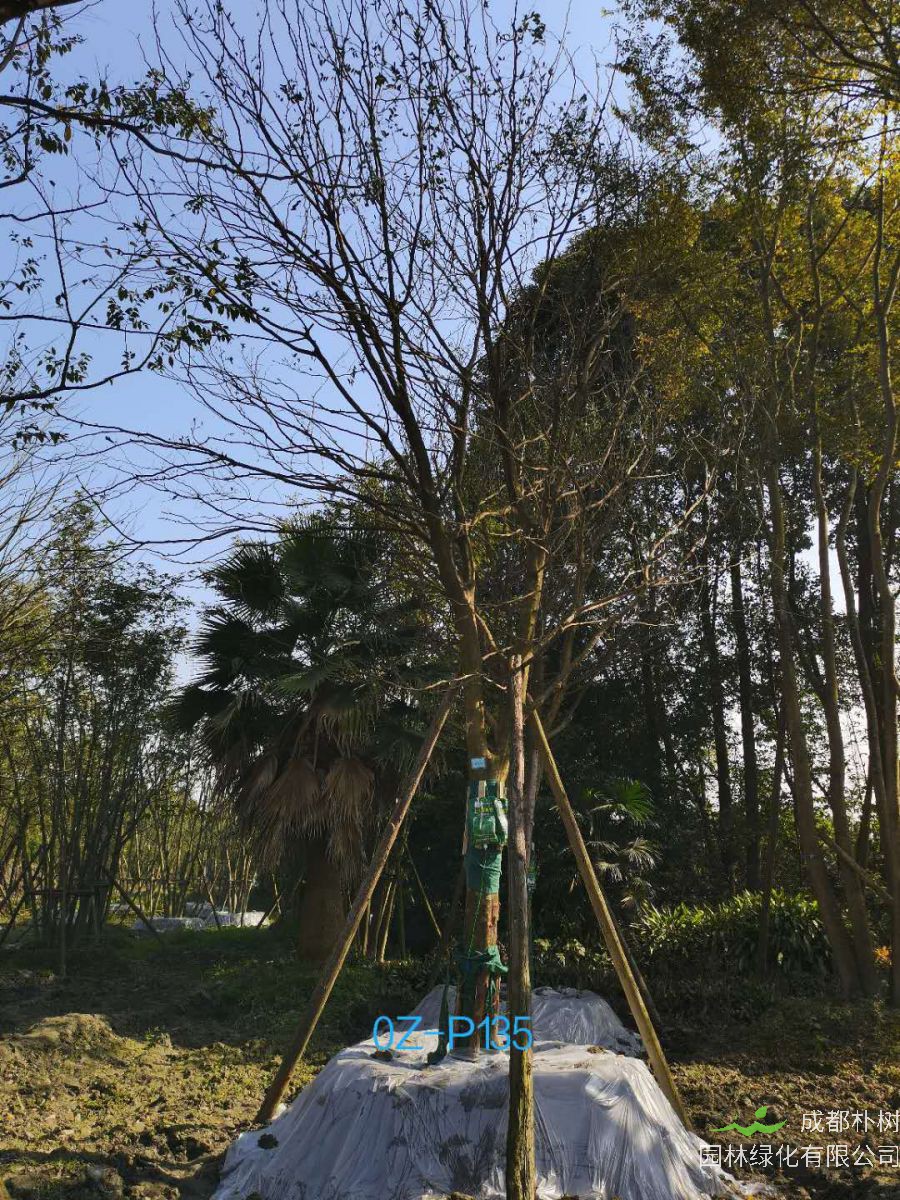 四川省-资阳市苗木基地直销25公分树形优美-品质上乘-价格实惠的精品皂角树