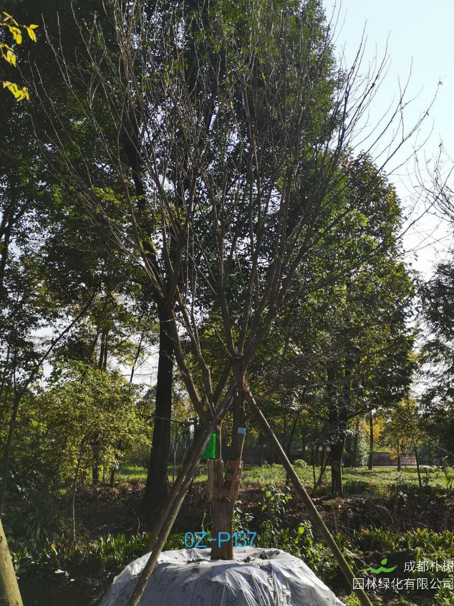 四川省-资阳市苗木基地直销25公分树形优美-品质上乘-价格实惠的精品皂角树