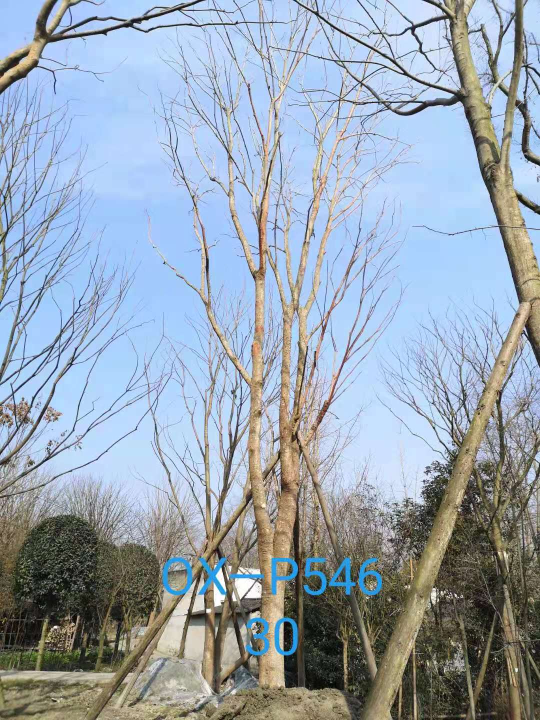 2021年四川省-成都市苗木基地直销的25-30公分朴树价格怎么样？