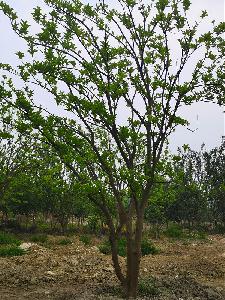 乐山市柚子树苗圃栽植基地【直销更多规格】22公分柚子树在线采购