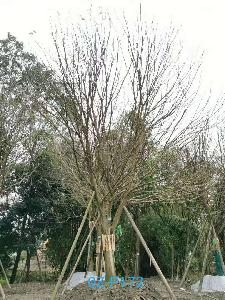 四川省-德阳市苗木基地直销30公分生长旺盛-品质上乘的精品皂角树