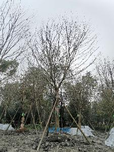 四川省-遂宁市苗木基地直销25公分品质上乘-姿态优美的精品皂角树